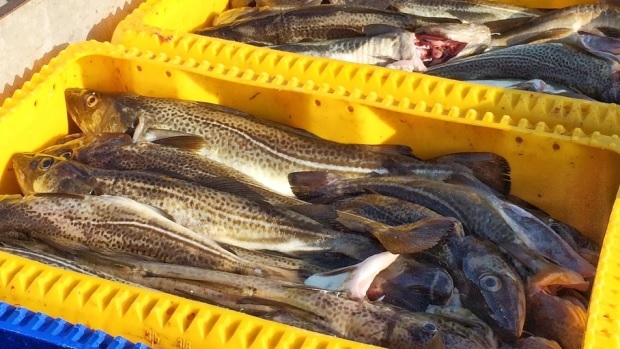 FFAW Wants Increased Cod Quotas in Newfoundland While DFO Urges Caution
